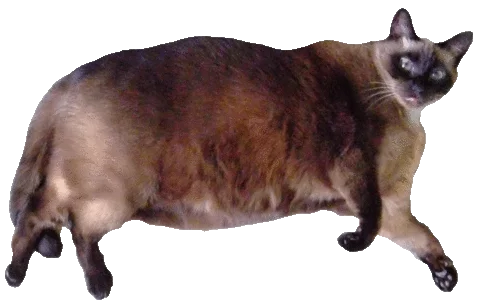 Fat Cat
